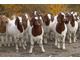 Boer goats  and dairy  goats