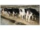Holstein   and  heifer  dairy cows  for sale