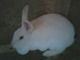 Nana\'s Rabbits