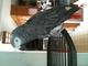 Cute african grey parrot