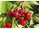 Sell cherries /Kirschen Verkaufen/Great Quality