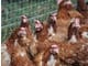 Looking For  Spent Hen Buyers California