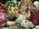 Top Quality Caladium Bulbs