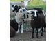 East Friesian Dairy Sheep Breeding Stock