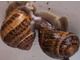 Live Snails for sale Mollusks