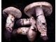 Available fresh/frozen and dry matsutake