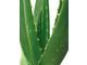 Sell fresh and frozen aloe vera leaves