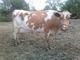 Guernsey and Jersey milk cows for sale