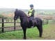 Browse Friesian Horses for sale