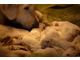 Registered Maremma Pups in Snohomish County, WA