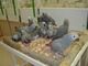 African grey parrots for sale