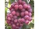Red globe grapes for sale