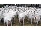 Saanens,Boar Etc. Dairy Goats & Sheep For Sale