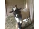 Weaned doeling Nigerian dwarf goats