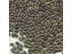 Sesbania Seed (Dhaincha seed)