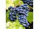 Hybrid/ Bareroot  Grape Plants