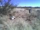 GRAZING LAND, LOW FEES, WEST TEXAS, PECOS AREA.
