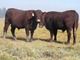 Calving ease Salers Bulls for sale