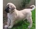 Turkish Kangal Dogs