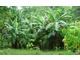 Belize Organic Farm and Retreat For Sale