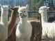 20 bags alpaca fiber