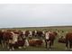 Beef farm for sale Hereford Rancho