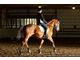 Flashy 3rd Level Oldenburg Mare