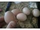 Healthy congo african grey parrots eggs