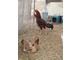 Malay Asian Game Huge chickens for sale