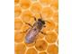 Natural chestnut flower honey