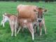 Jersey Heifers and calves Available for sale