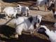 Msfga reg mini silky fainting goats, Myotonic, mini silky fainting, fainting goats