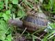 North africa snail