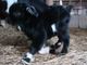 Double Registered Fainting Goats