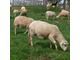 Cute Katahdin lambs for sell