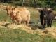Scottish Highland cattle sale
