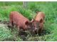 Duroc pigs are looking to buy 30kg of Hungary