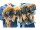 Adorable Tibetan Mastiff Puppies