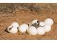 Fertile ostrich eggs and chicks for sale