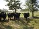 66 A.I. Bred Angus Cows