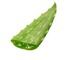Aloe vera leaves supplier