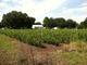 Florida Blueberry Farm For Sale - Plant City, FL