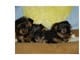 MALE AND FEMALE YORKIE PUPPIES FOR GOOD HOMES.
