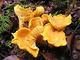 Chantrelles