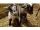 Alpine Cross wethers Goats