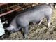 Registered Berkshrie Boar for Sale