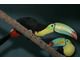 Pair Keel Billed Toucans