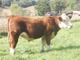 Registered Polled Hereford Bull