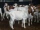 100% Boer Goats - Fullblood Boer buck