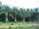 Crude palm oil for sale